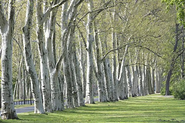 607173 - Common plane (Platanus x hispanica)