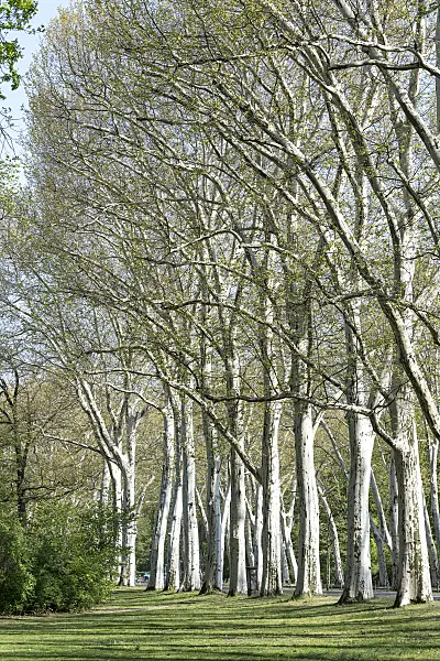 607174 - Common plane (Platanus x hispanica)