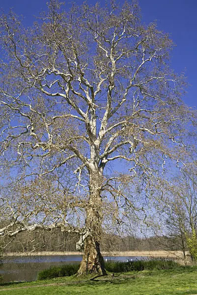 608036 - Common plane (Platanus x hispanica)