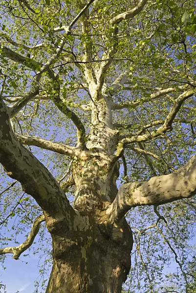608043 - Common plane (Platanus x hispanica)