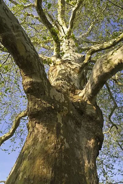 608044 - Common plane (Platanus x hispanica)