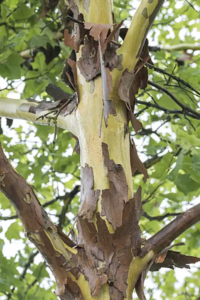 638198 - Common plane (Platanus x hispanica)