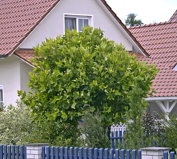 517209 - Common plane (Platanus x hispanica 'Alphen's Globe')