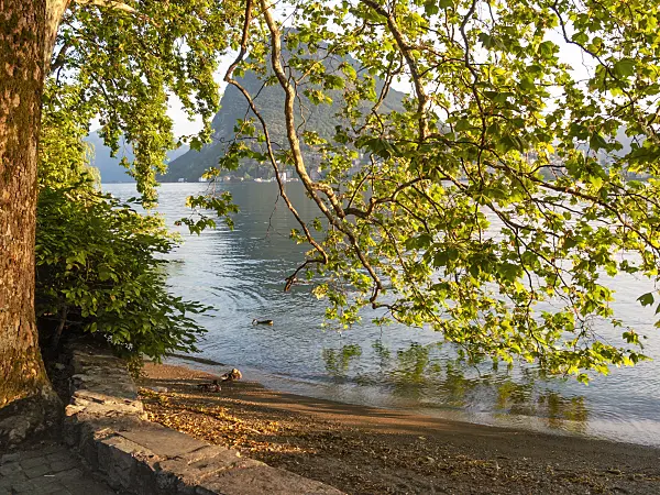 414122 - Common plane (Platanus x hispanica) at Lago di Lugano, Lugano, Switzerland