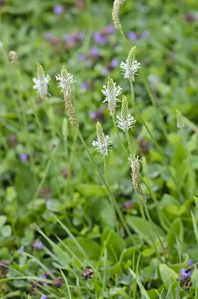 523073 - Common plantain (Plantago major)