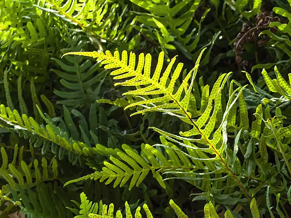 464033 - Common polypody (Polypodium vulgare)