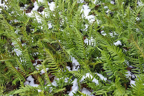 466102 - Common polypody (Polypodium vulgare)