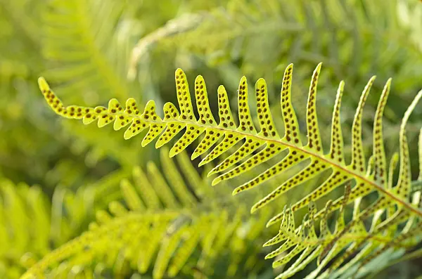 493003 - Common polypody (Polypodium vulgare)