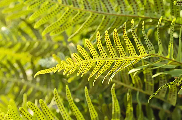 493004 - Common polypody (Polypodium vulgare)