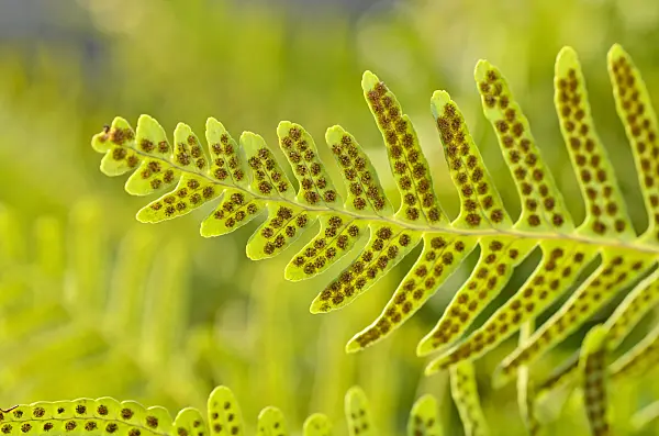 493005 - Common polypody (Polypodium vulgare)