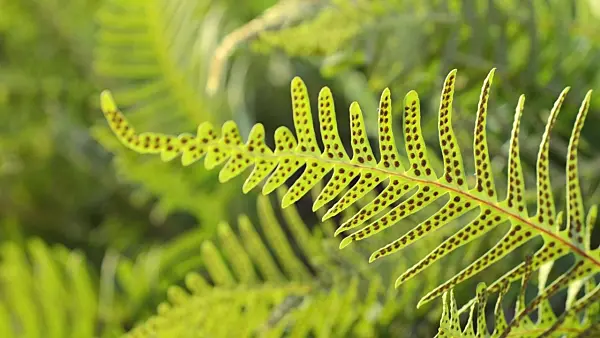 493010 - Common polypody (Polypodium vulgare)