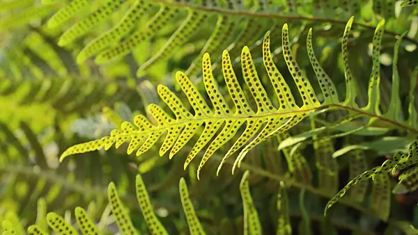 493011 - Common polypody (Polypodium vulgare)