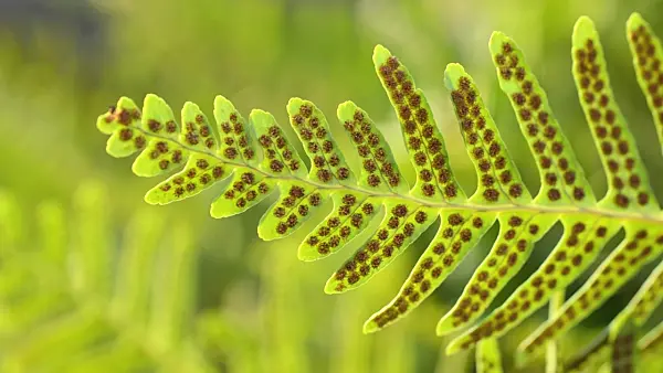 493012 - Common polypody (Polypodium vulgare)