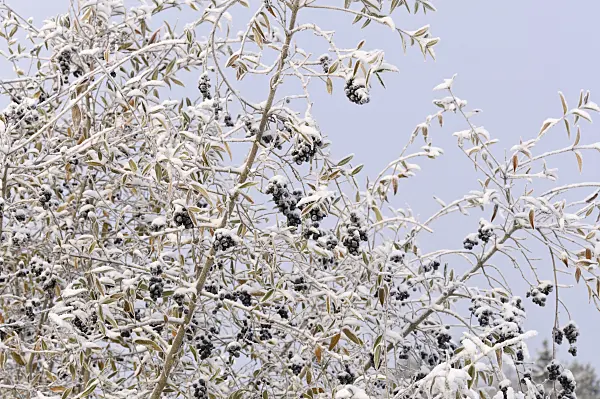 491040 - Common privet (Ligustrum vulgare)