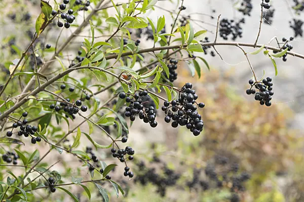 625250 - Common privet (Ligustrum vulgare)