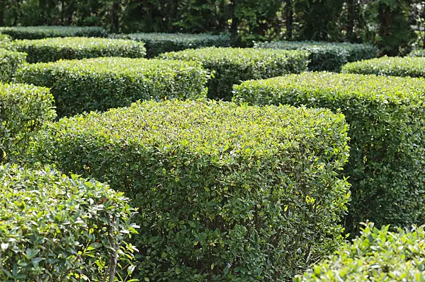 475075 - Common privet (Ligustrum vulgare 'Atrovirens')