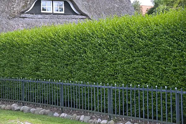 517195 - Common privet (Ligustrum vulgare 'Atrovirens')
