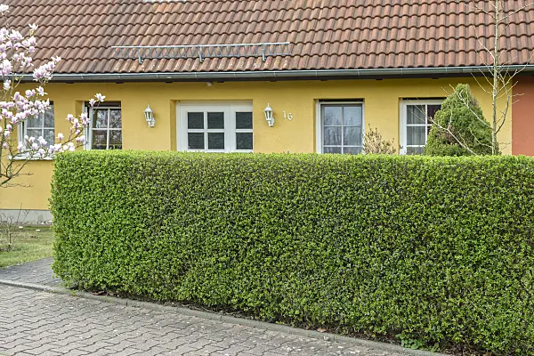 558133 - Common privet (Ligustrum vulgare 'Atrovirens')