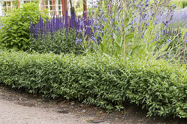 651373 - Common privet (Ligustrum vulgare 'Lodense')