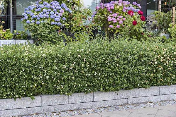 651374 - Common privet (Ligustrum vulgare 'Lodense')