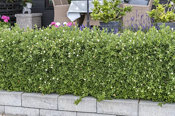 651375 - Common privet (Ligustrum vulgare 'Lodense')