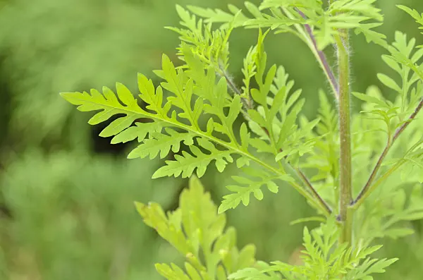 499032 - Common ragweed (Ambrosia artemisiifolia)