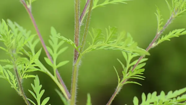 499042 - Common ragweed (Ambrosia artemisiifolia)