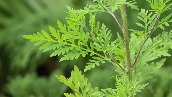 499043 - Common ragweed (Ambrosia artemisiifolia)