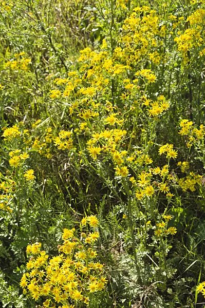 510125 - Common ragwort (Senecio jacobaea)