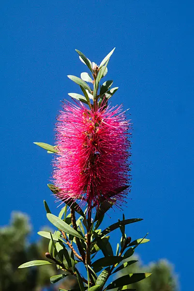 672044 - Common red bottlebrush (Callistemon citrinus)