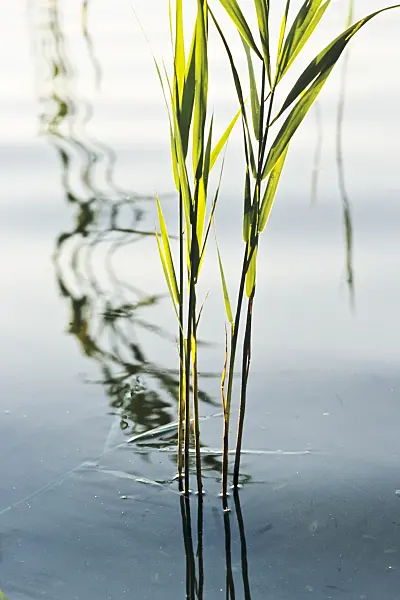 380083 - Common reed (Phragmites australis)