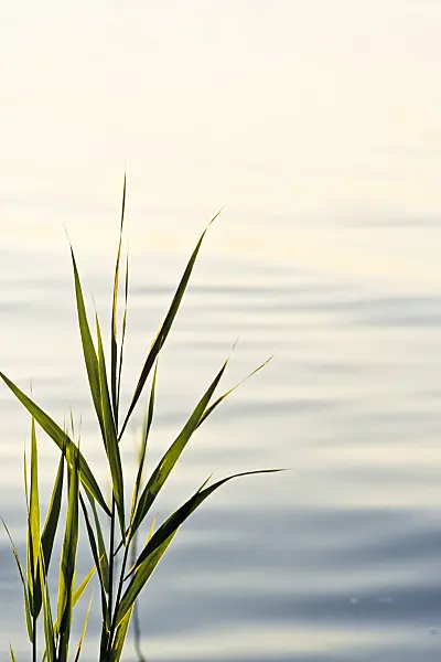 380084 - Common reed (Phragmites australis)