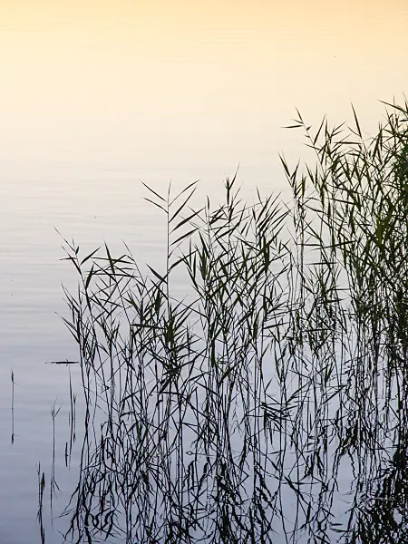 428373 - Common reed (Phragmites australis)