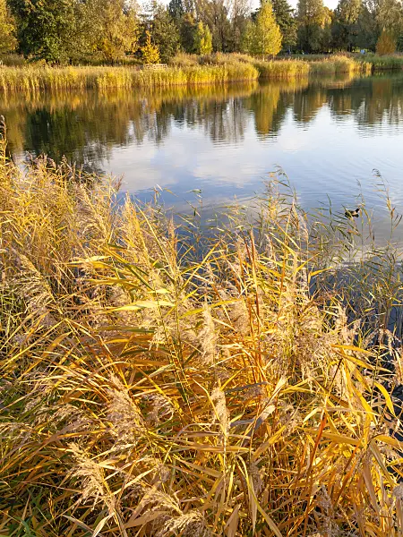 442140 - Common reed (Phragmites australis)