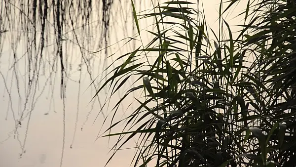 499112 - Common reed (Phragmites australis)