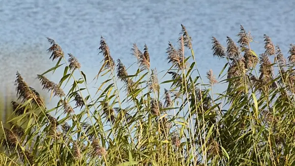 501149 - Common reed (Phragmites australis)