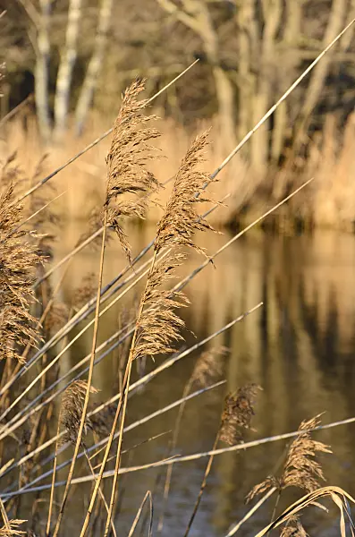 504092 - Common reed (Phragmites australis)