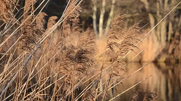 504100 - Common reed (Phragmites australis)