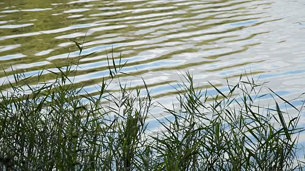 512052 - Common reed (Phragmites australis)