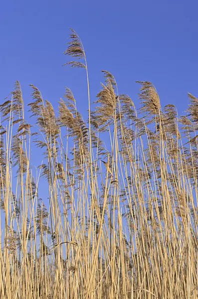 529016 - Common reed (Phragmites australis)