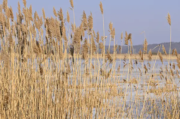 529018 - Common reed (Phragmites australis)