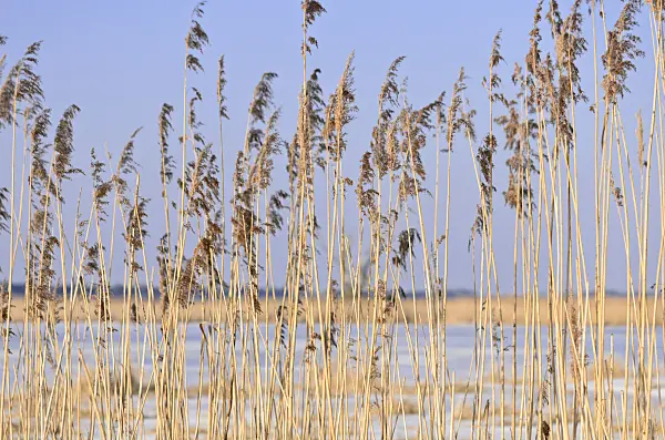 529019 - Common reed (Phragmites australis)