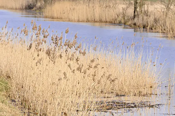 554005 - Common reed (Phragmites australis)
