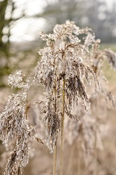 554006 - Common reed (Phragmites australis)