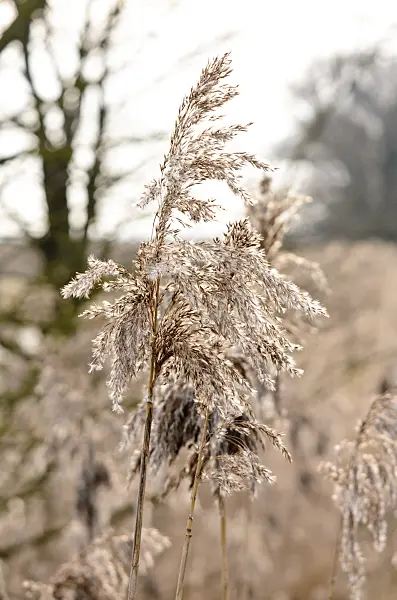 554007 - Common reed (Phragmites australis)
