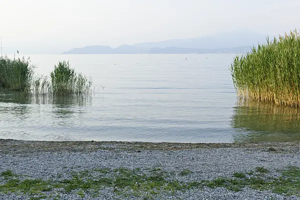 568025 - Common reed (Phragmites australis) at Lake Garda, Italy