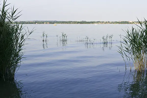 568026 - Common reed (Phragmites australis) at Lake Garda, Italy