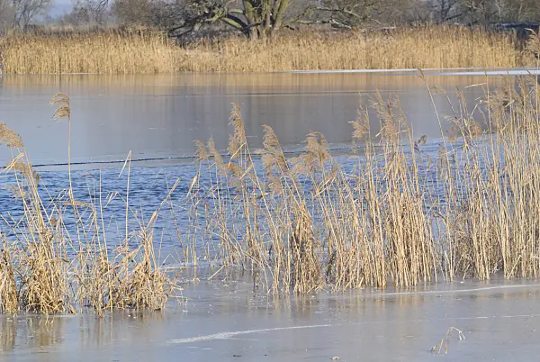 529008 - Common reed (Phragmites australis), Lower Oder Valley National Park, Germany