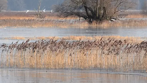 505007 - Common reed (Phragmites australis) on a flooded and frozen polder meadow, Lower Oder Valley National Park, Germany