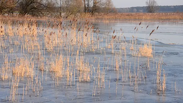 505009 - Common reed (Phragmites australis) on a flooded and frozen polder meadow, Lower Oder Valley National Park, Germany